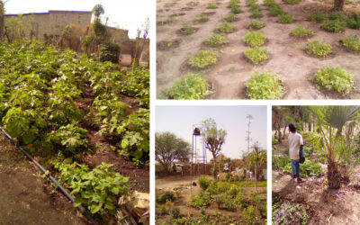 Impulsando la agricultura sostenible en Senegal