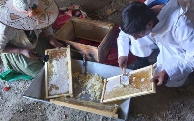 Las abejas llevan la esperanza al pueblo aymara en el altiplano boliviano