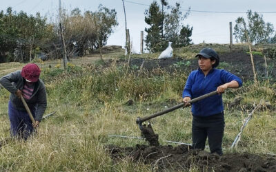 Sembrando futuro: agroecología y nutrición infantil en comunidades indígenas de Salinas-Guaranda, Ecuador