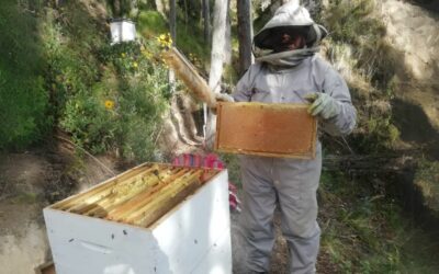 Nèctar Daurat. Enfortides les capacitats tècniques en la producció de mel en comunitats camperoles d’Independència i Tapacarí, Bolívia